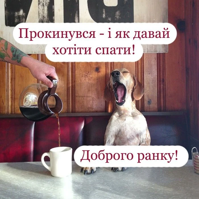 Собака з'являє зуби під час наливання кави.