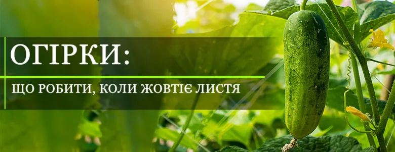 Огірок у теплиці з жовтими листям