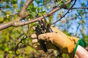 Обрізка гілки фундуку руками в рукавиці