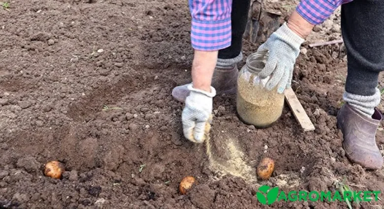 Людина в рукавичках сіє картоплю з добривом у полі.