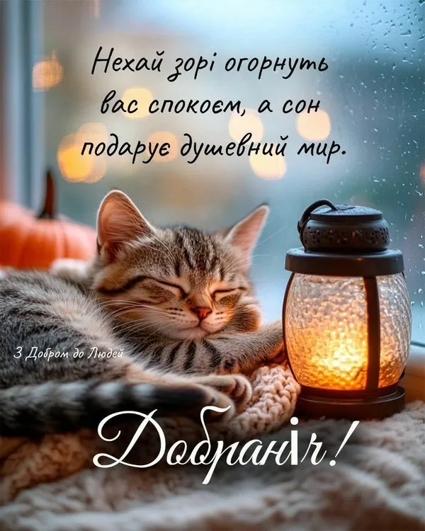 Сплюча кішка поруч із ліхтариком під час дощу.
