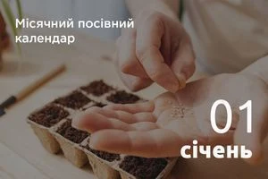Людина сажатиме насіння в грядки для гарного врожаю.