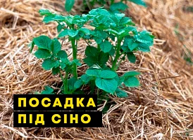 Молода картопляна рослина росте між соломою