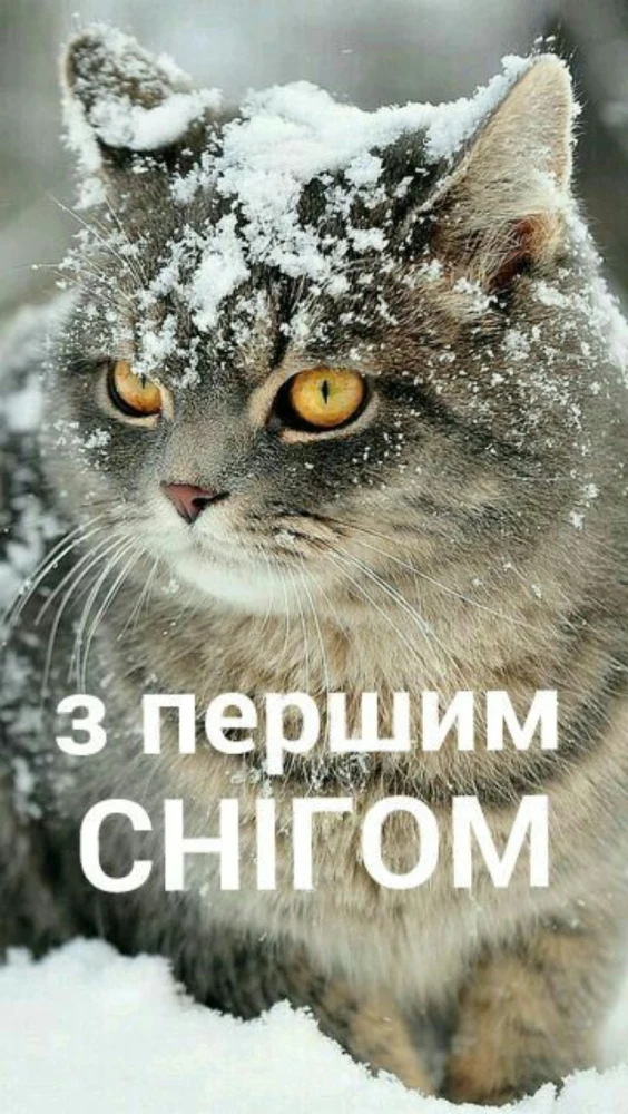Кіт у снігу з привітанням на перший сніг